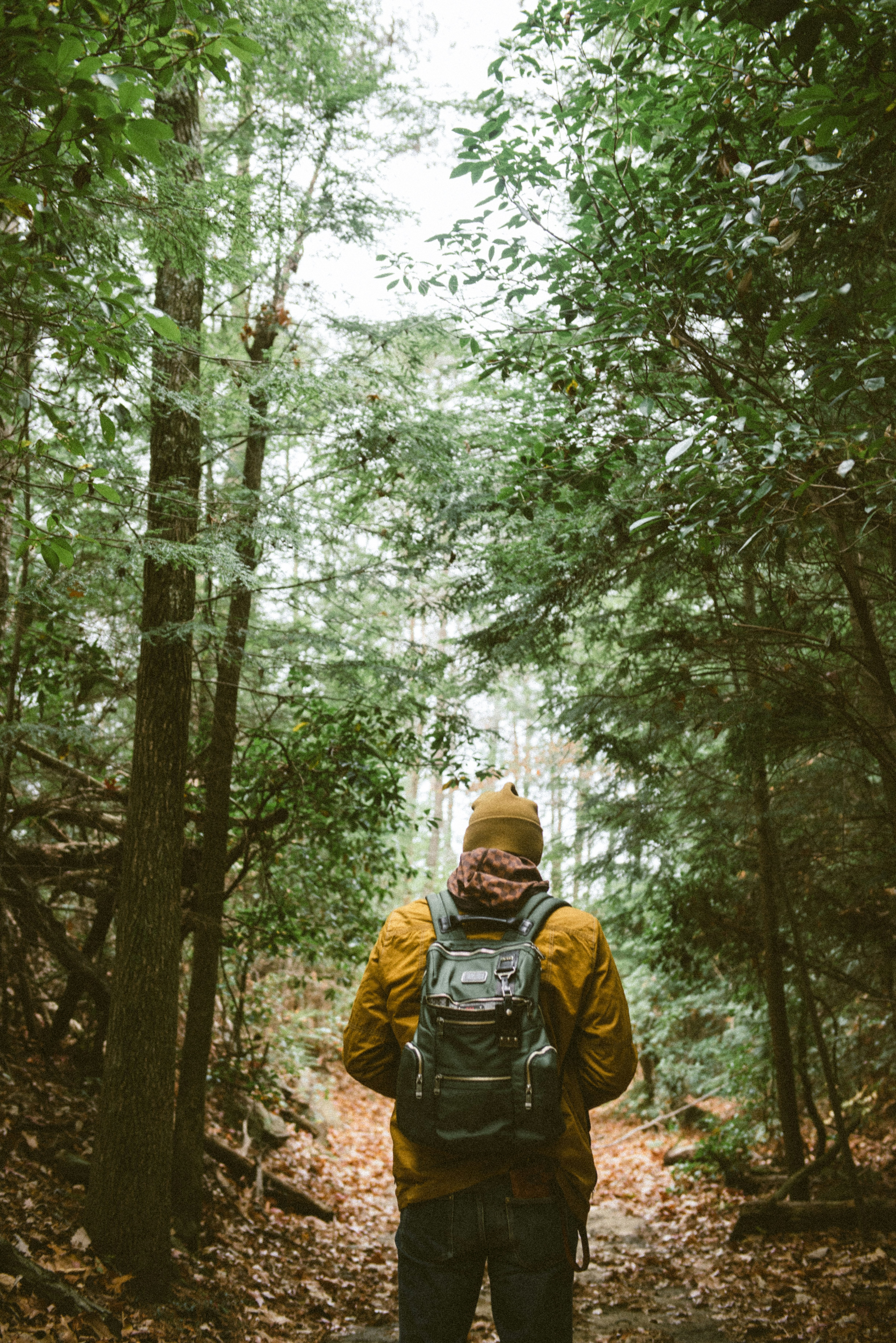 person with backpack walking through woods