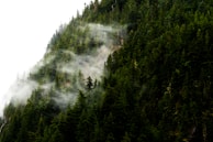 A peaceful Kerala forest with morning mist, home to many of the herbs used in the products.