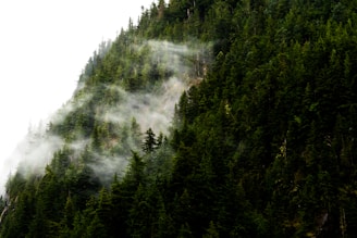 A peaceful Kerala forest with morning mist, home to many of the herbs used in the products.