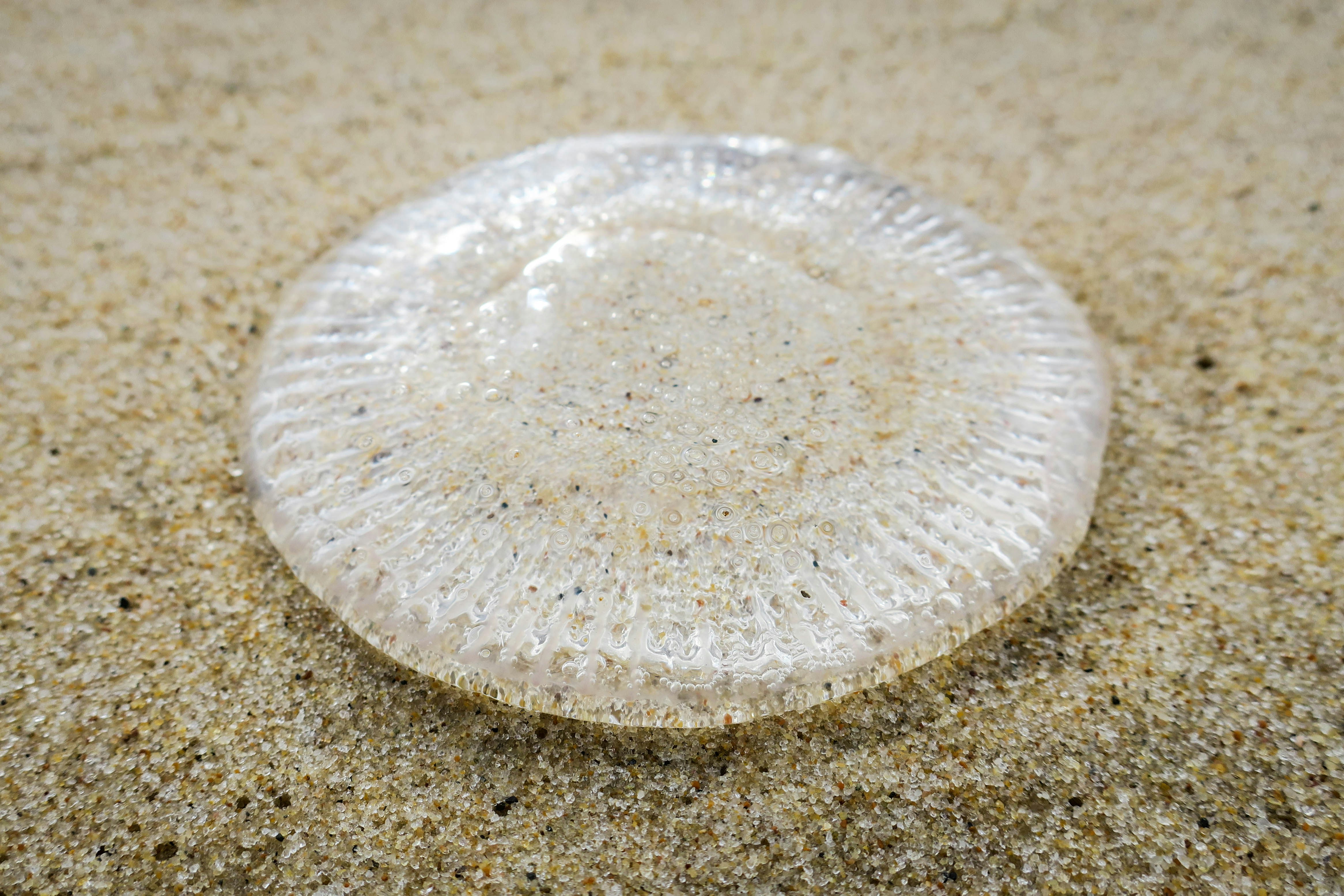 Онлайн-курс "Милые грызуны"