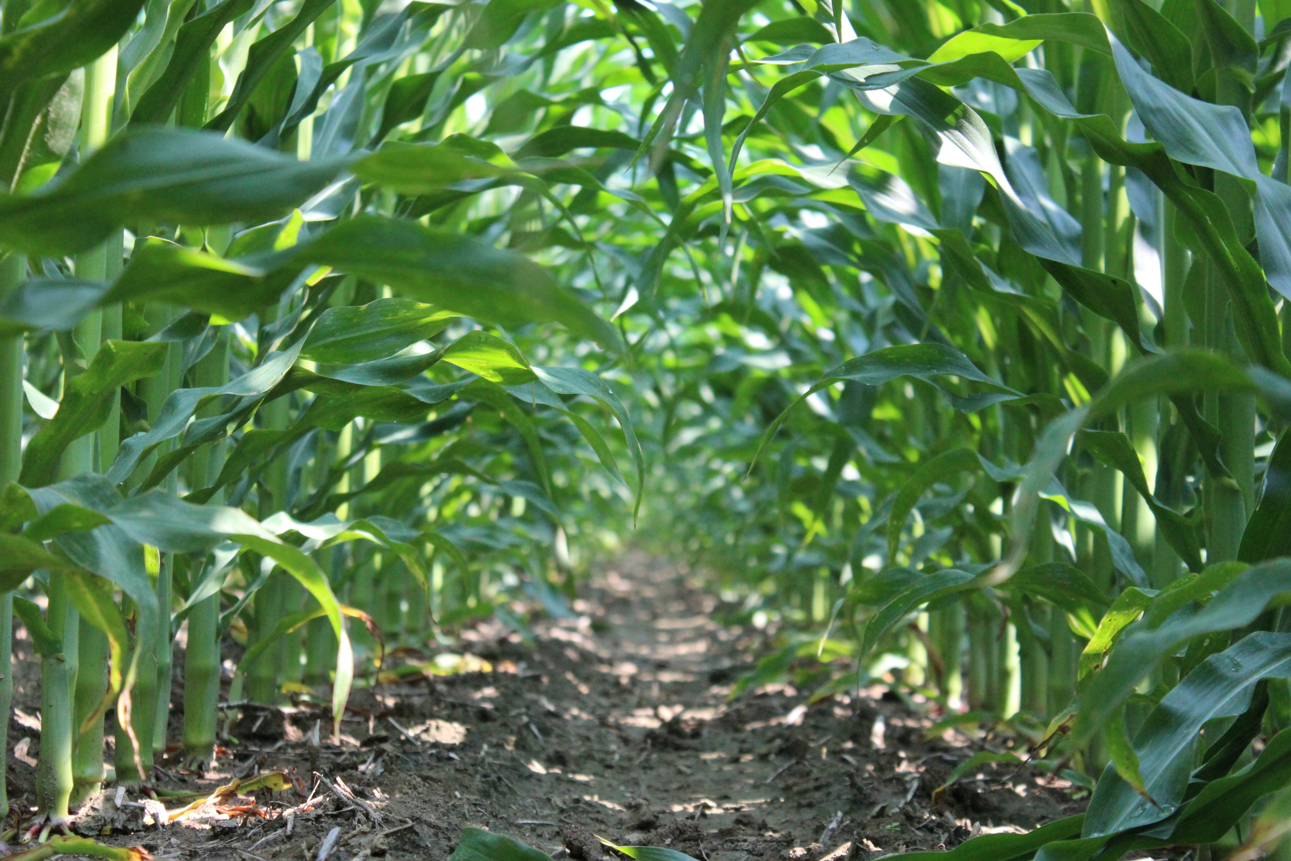 Free Unsplash photo from Brian Sandoval