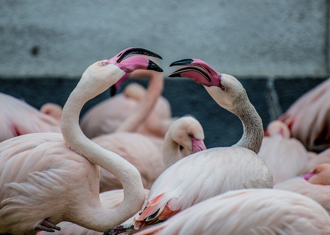 crowd of flamingo during daytime