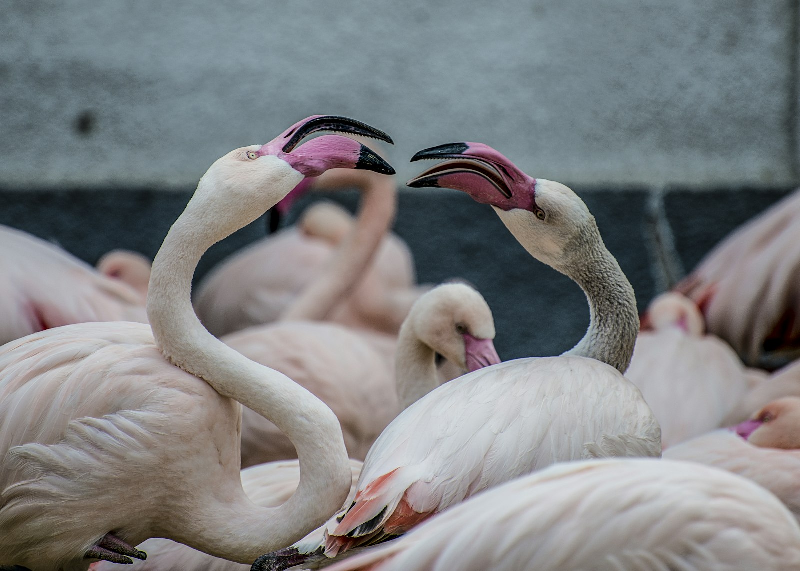 Nikon AF-S Nikkor 70-300mm F4.5-5.6G VR sample photo. Crowd of flamingo during photography