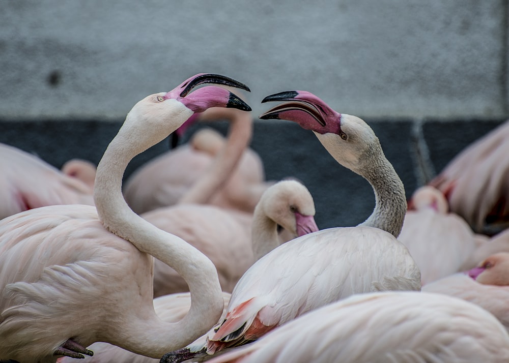 crowd of flamingo during daytime
