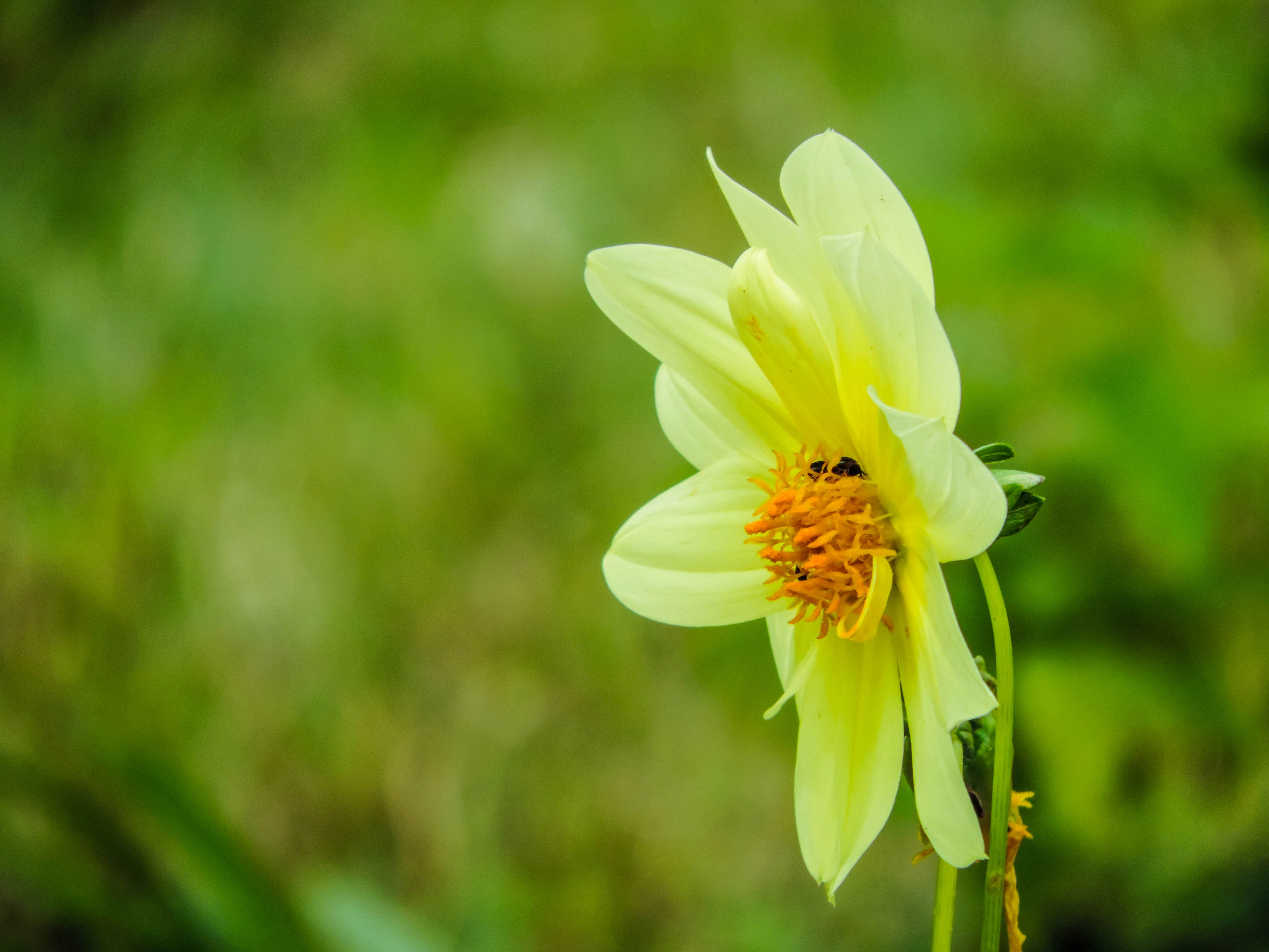 Free Unsplash photo from G habeshaw