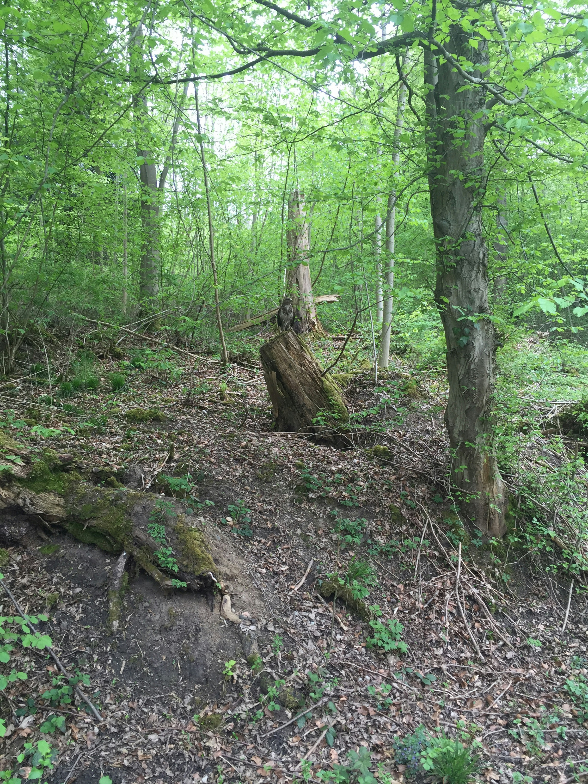 Free Unsplash photo from Daniel Straub