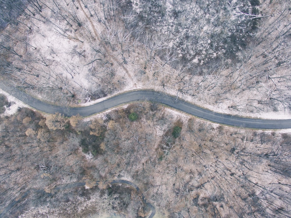 aerial photography of trees and road