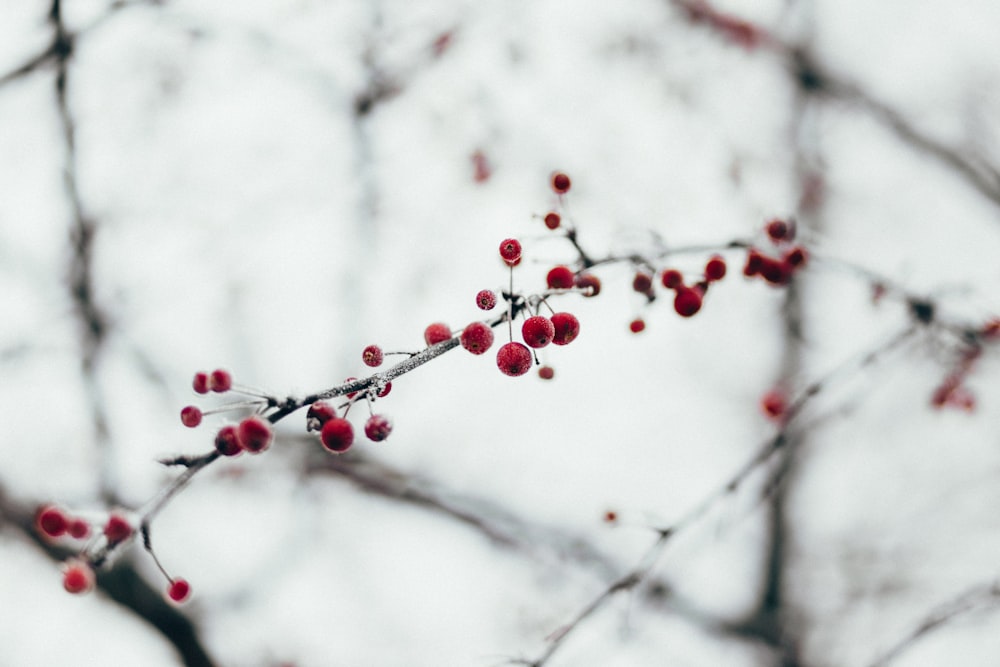 selective focus of red flowers