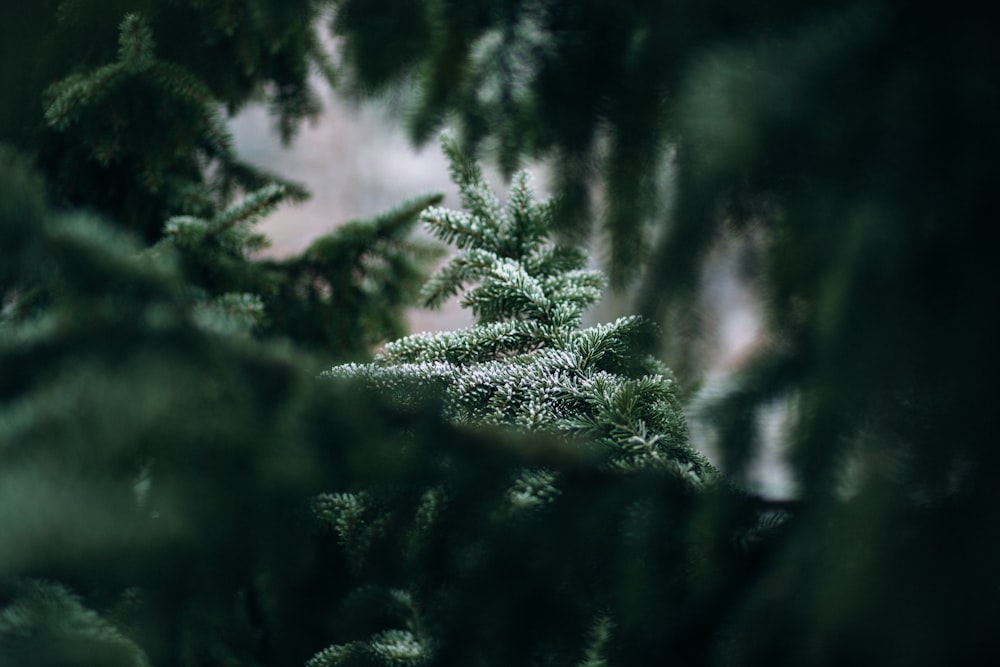 green tree can be seen through green leaves