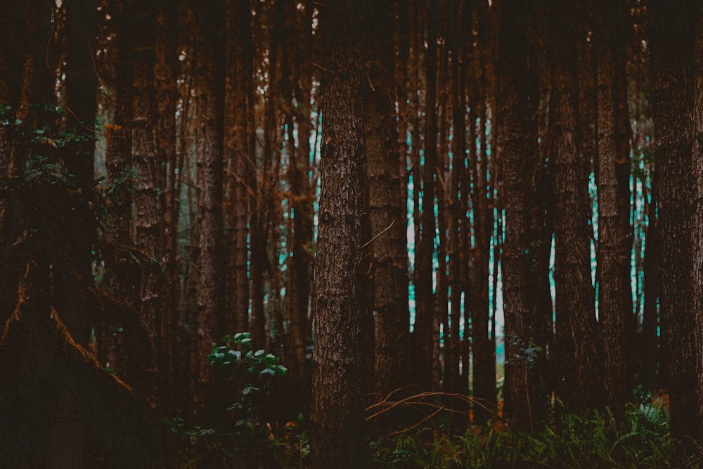 brown trees