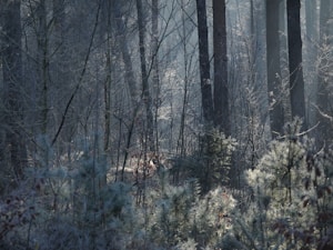 Whispers Grove