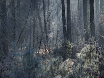A serene forest landscape with tall, dark trees standing amidst a layer of mist. Sunlight gently filters through the dense branches, creating a soft, ethereal glow. Frost-covered undergrowth and shrubs fill the foreground, lending a wintery feel to the scene.