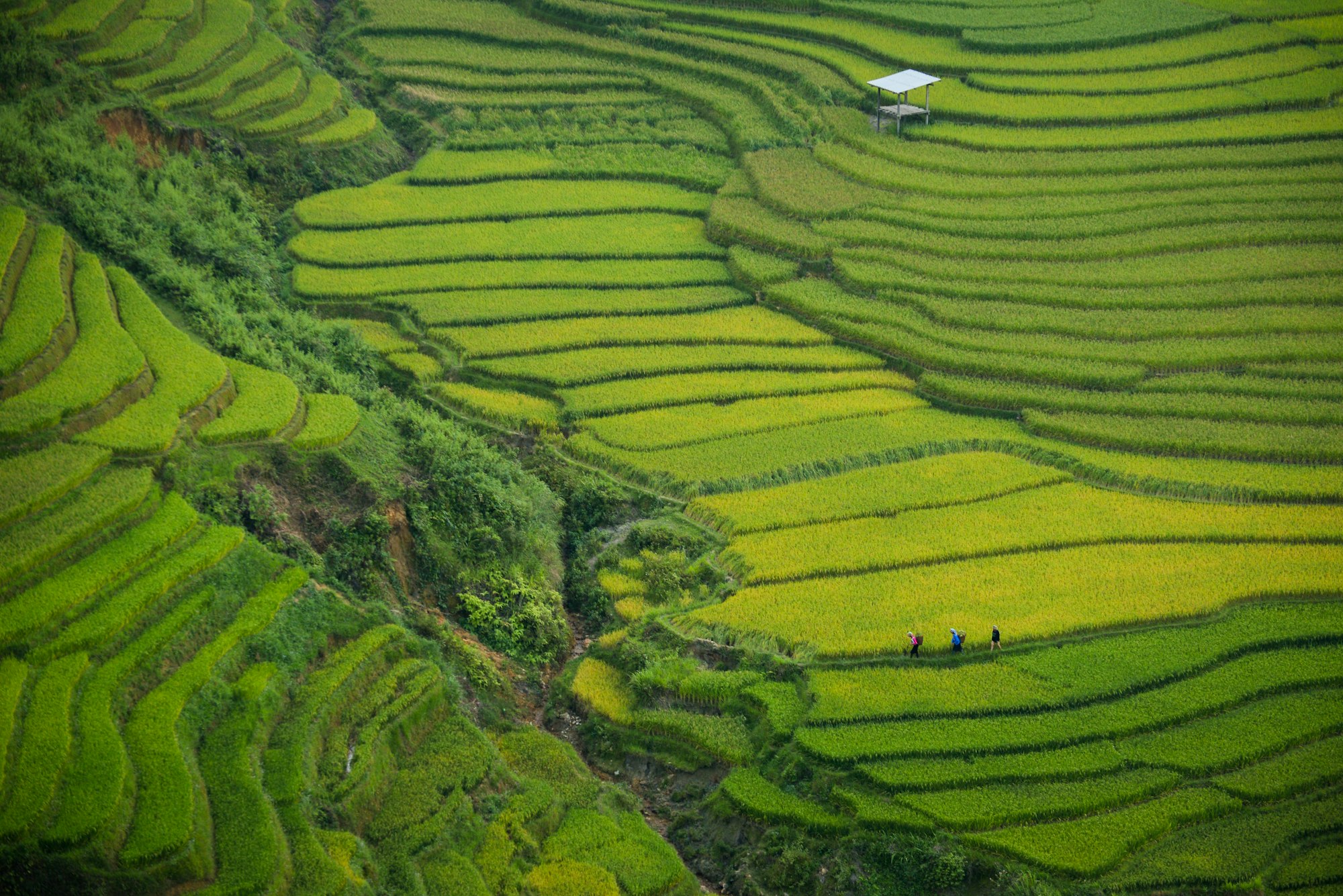 Rice terraces in Vietname