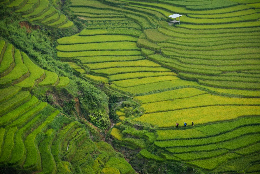 fotografía aérea de montaña verde