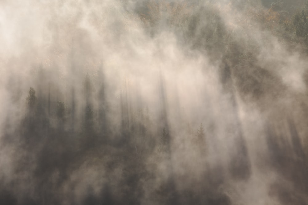 Una espesa niebla oscurece un bosque en Rathmannsdorf