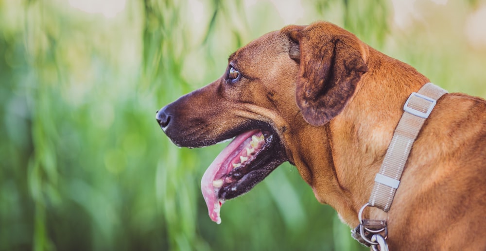 Fotografía de primer plano de perro marrón con la lengua hacia fuera