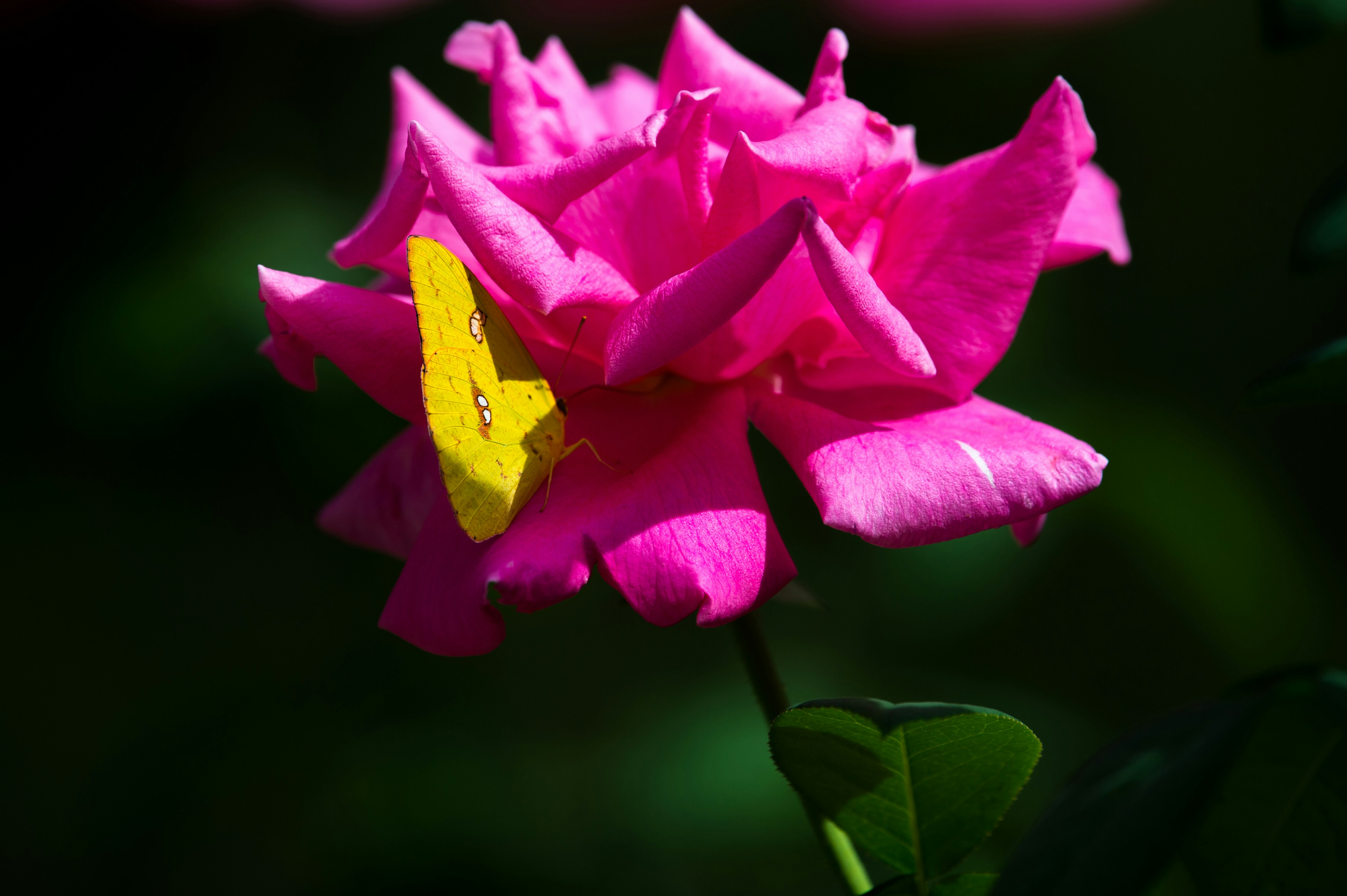 Free Unsplash photo from Colin Abbey