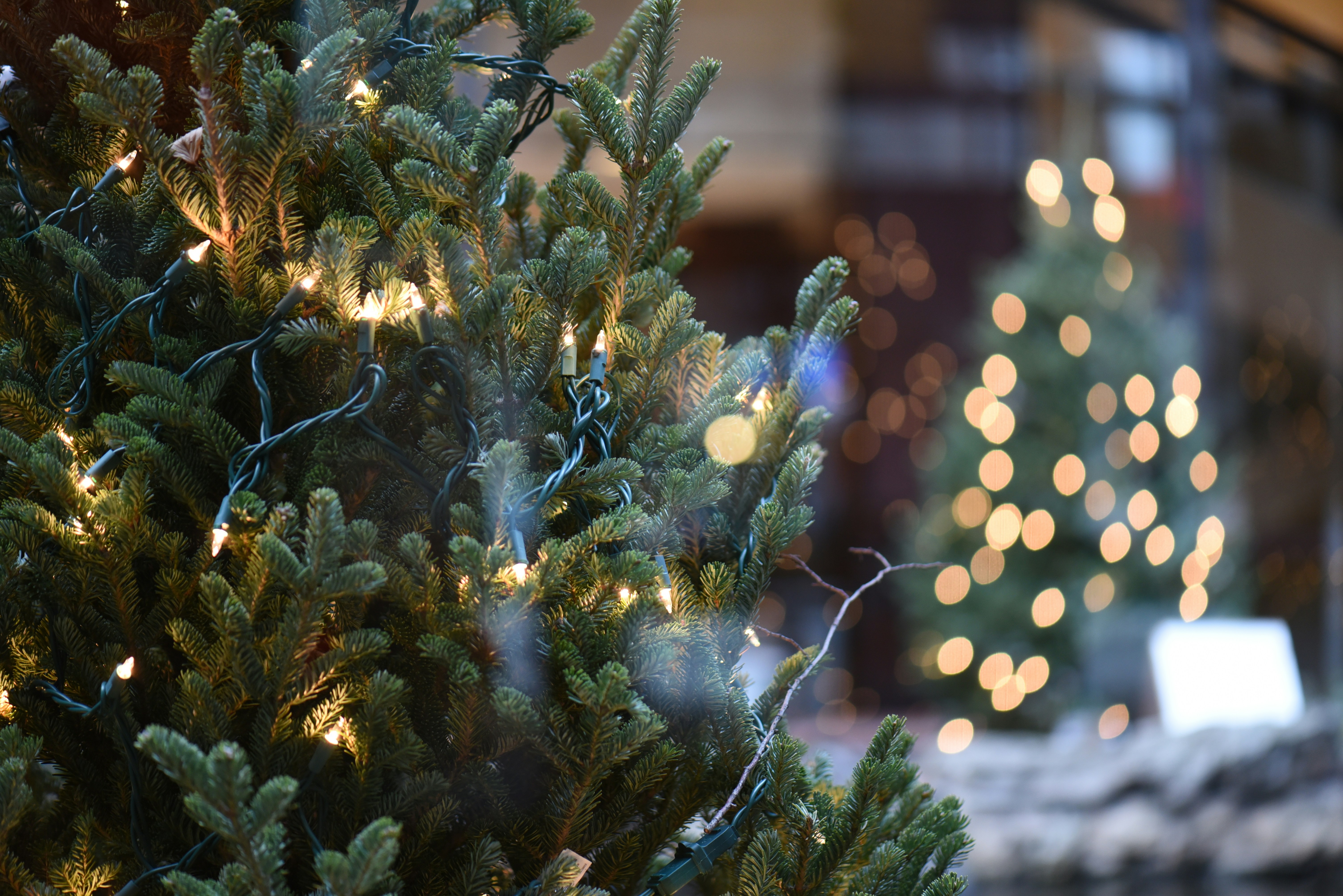 Free Unsplash photo from Leah Han