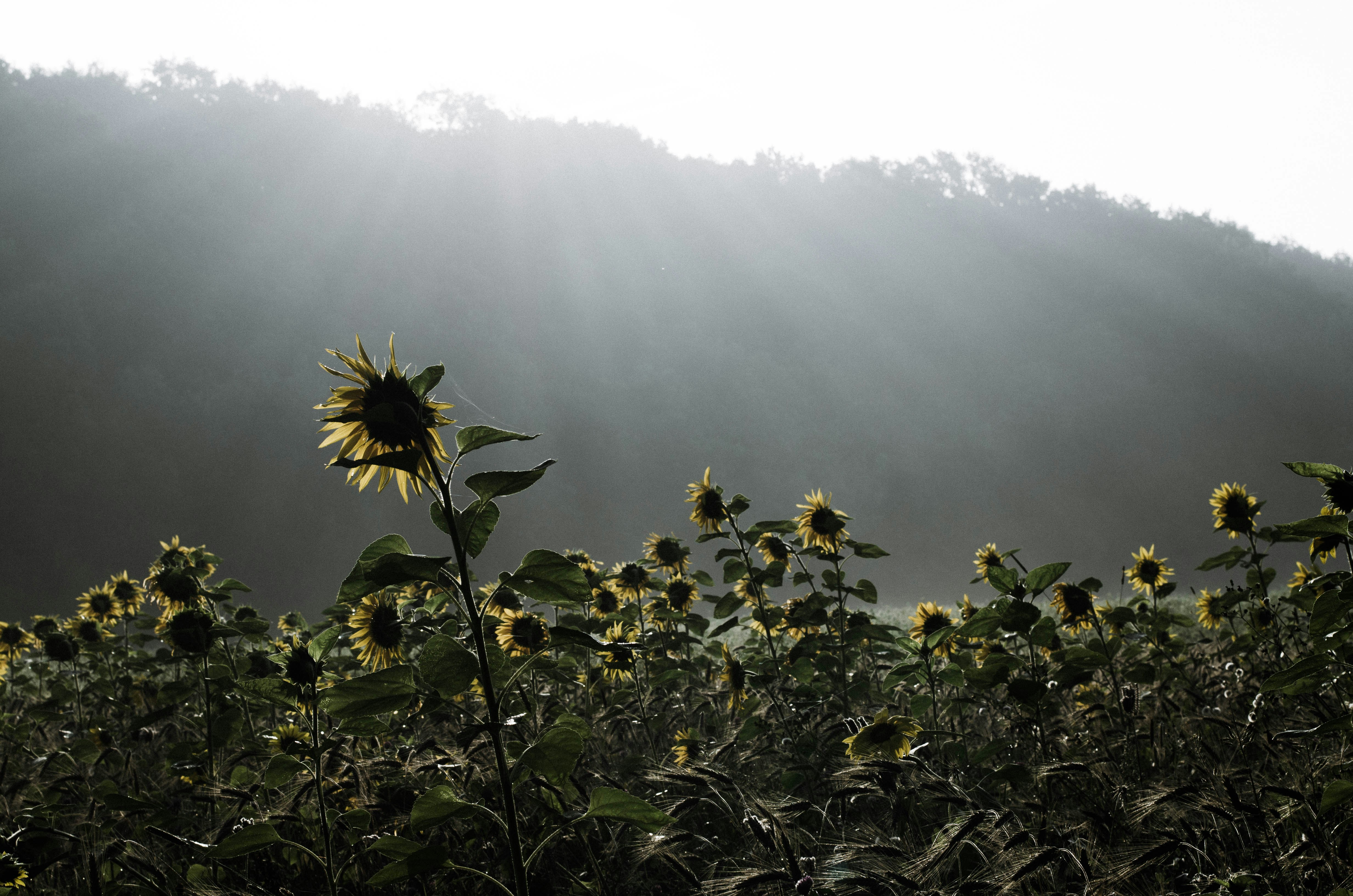 Free Unsplash photo from Ties Aarts