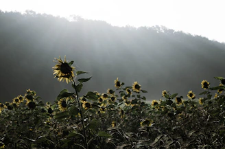 Sunflowers swaying gently in the breeze under a soft afternoon light.