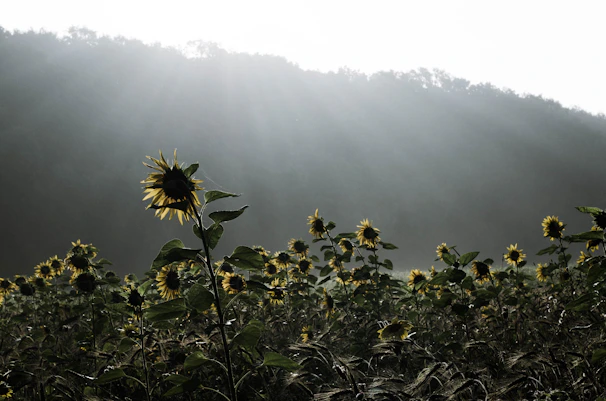 Sunflowers swaying gently in the breeze under a soft afternoon light.