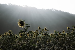 Sunlight filtering through tall sunflowers leaning gently toward the morning light.