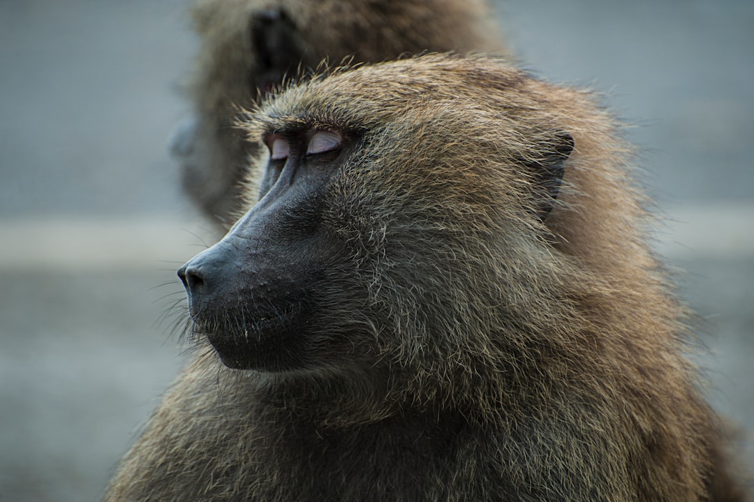 photo of Knowsley Wildlife near Chester Cathedral