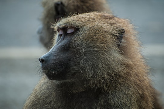 photo of Knowsley Wildlife near Blackpool Tower