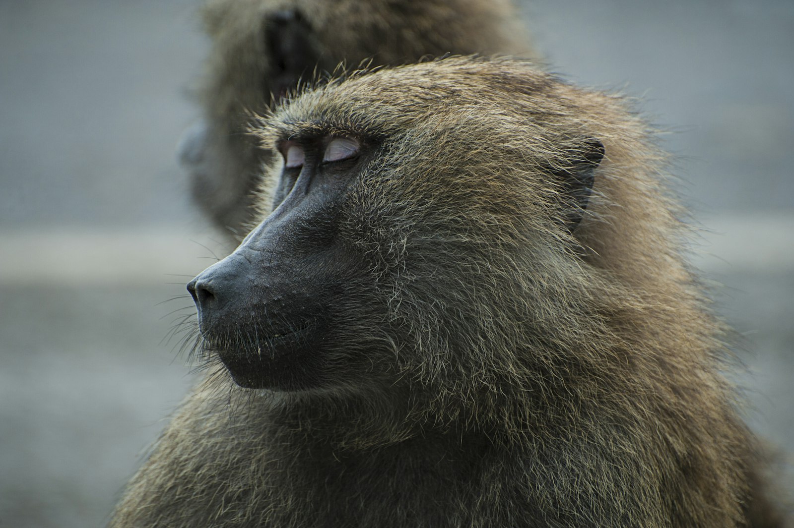 Nikon AF-S Nikkor 70-300mm F4.5-5.6G VR sample photo. Sleeping brown primate photography