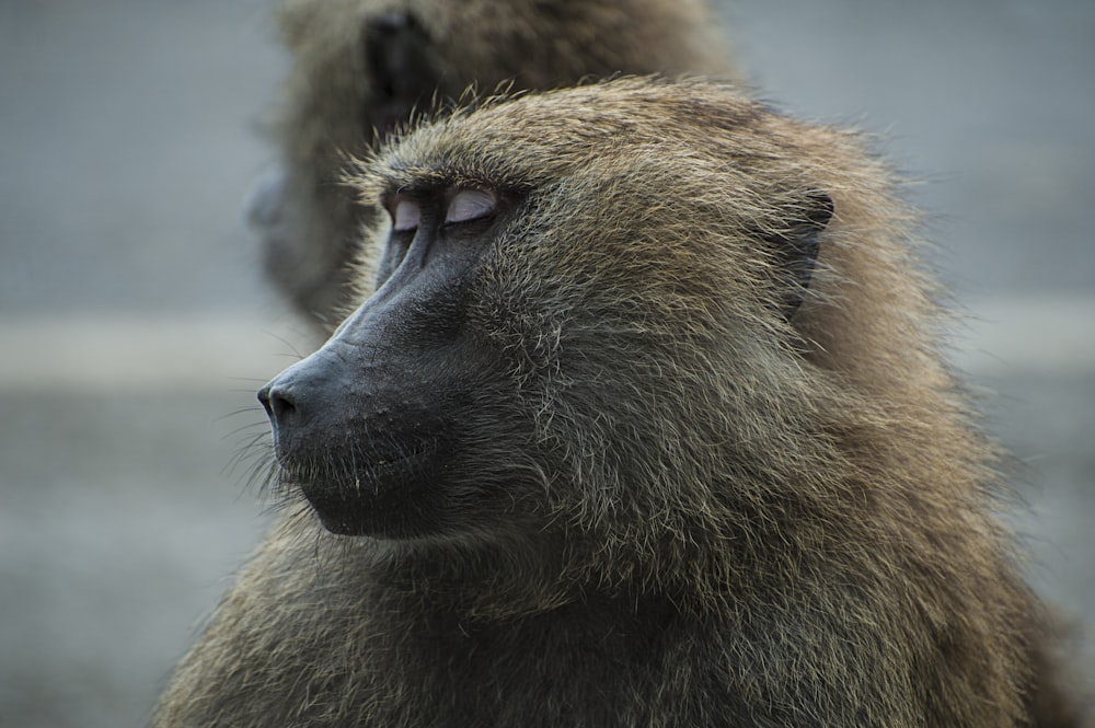 primate marrón dormido