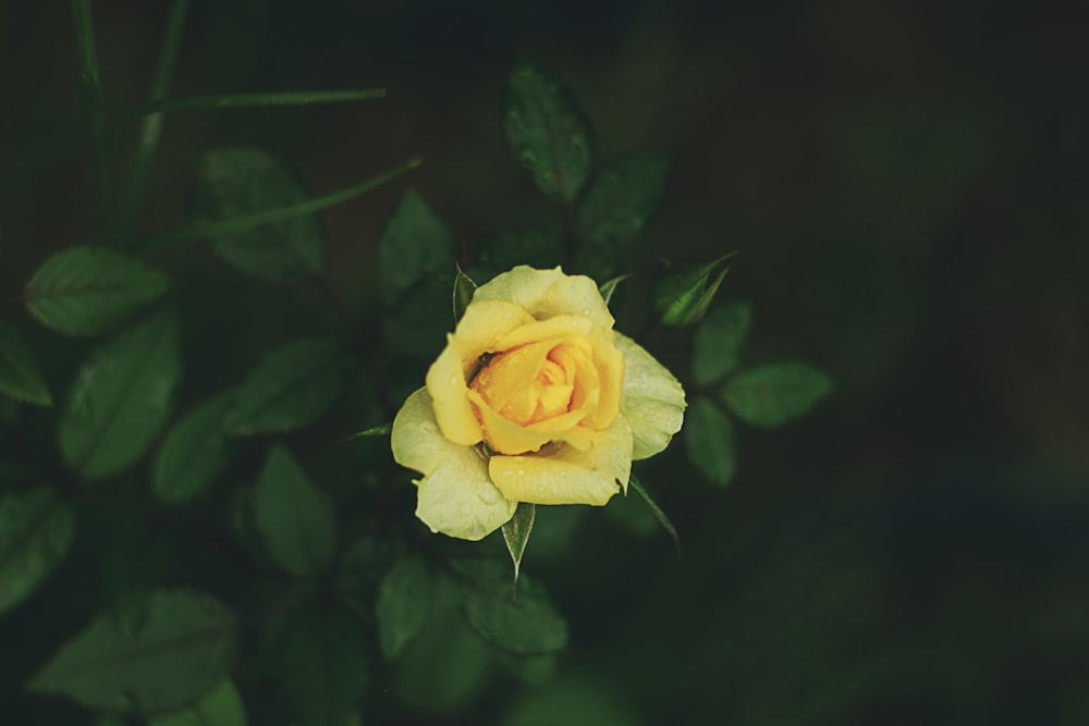 close-up photography yellow rose flower