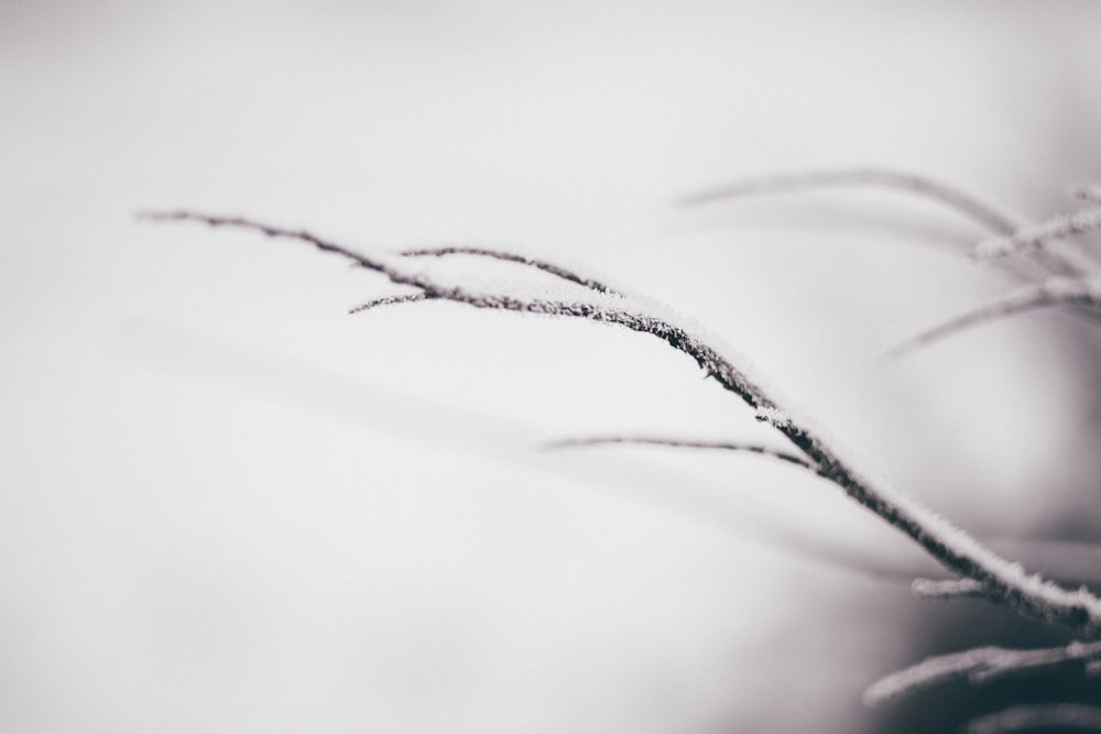A snow covered tree branch.