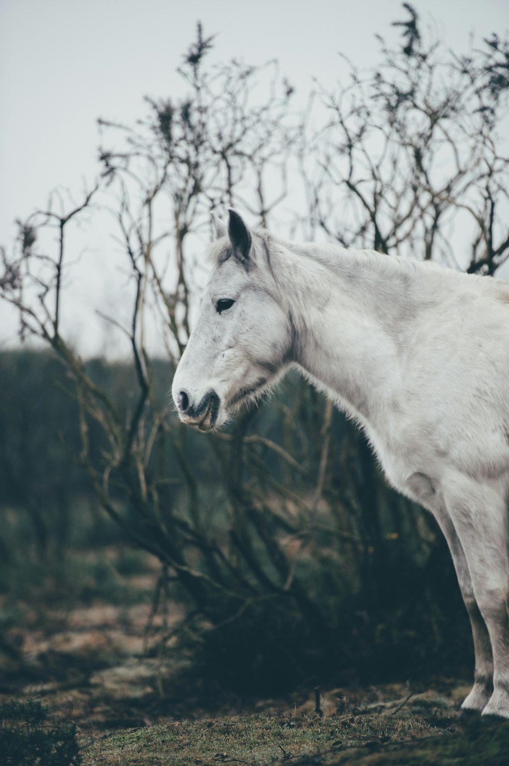 white horse surrounded by withered trees