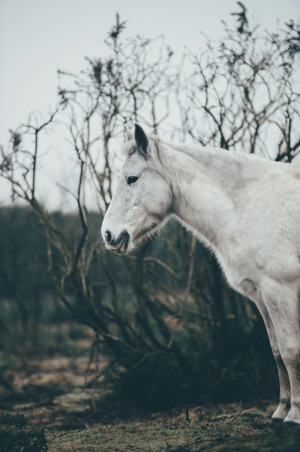 Caballo blanco rodeado de árboles marchitos