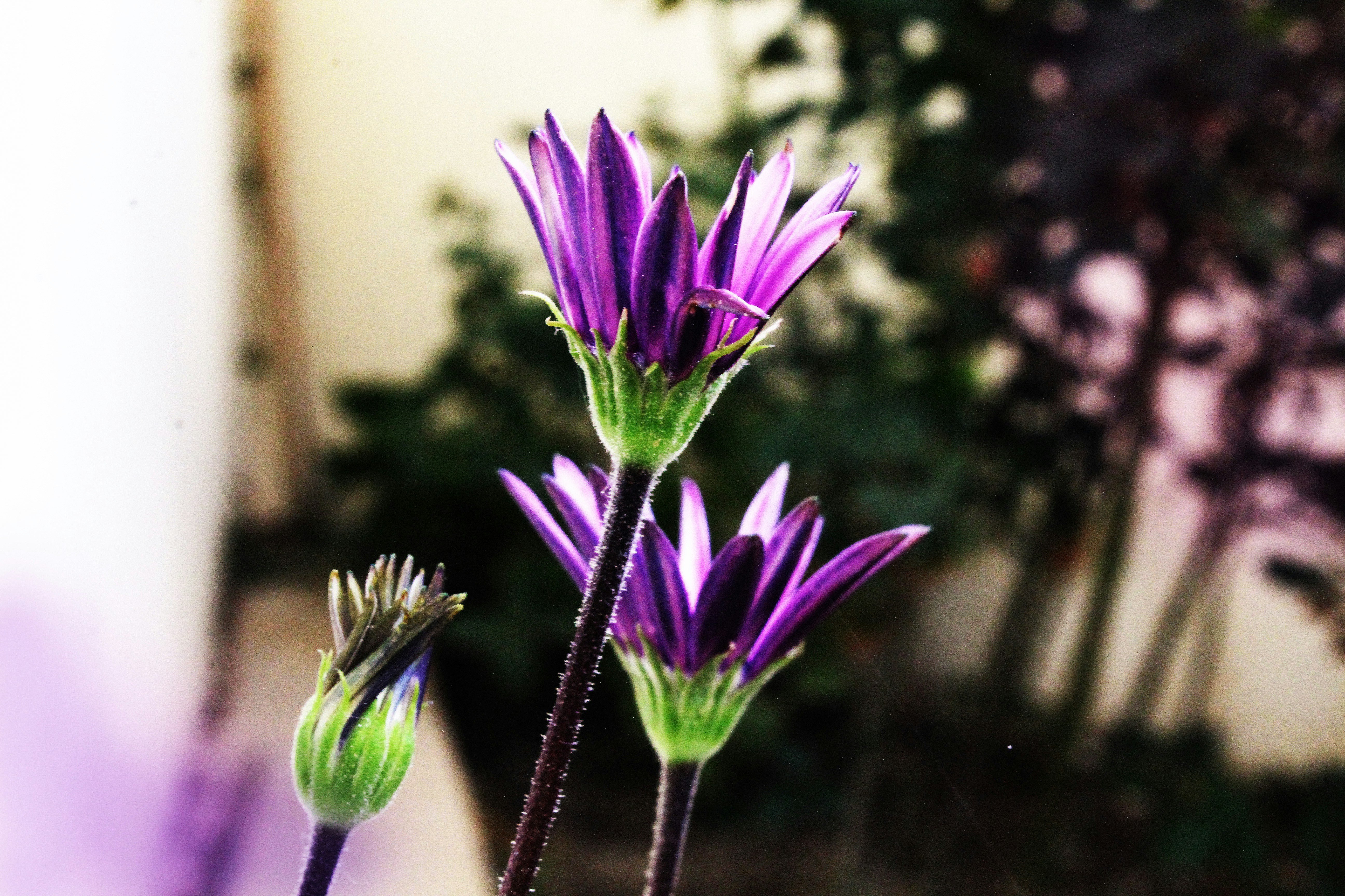 Free Unsplash photo from khaleel chatti