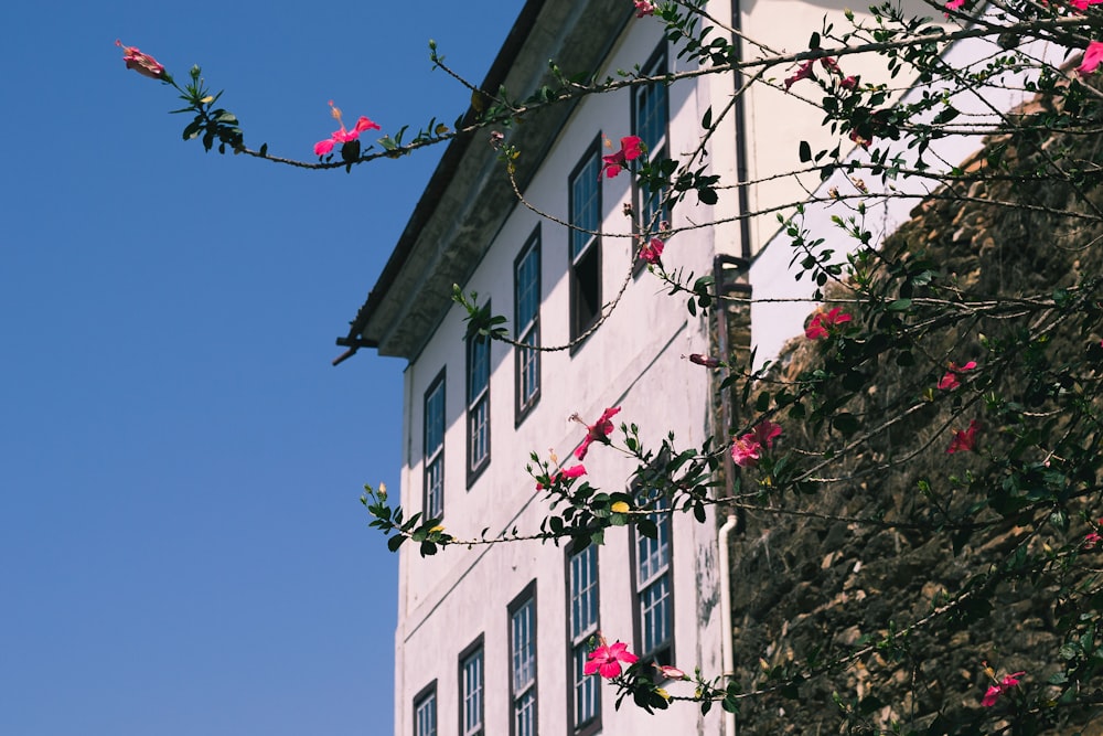 edificio bianco accanto all'albero