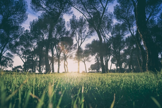 low angle photo of green grasses under trees at golden hour in Casa de Campo Spain