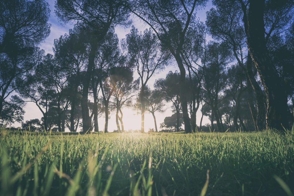 Photo en contre-plongée d’herbes vertes sous les arbres à l’heure dorée