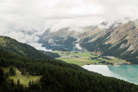 forest top view during daytime in Pontresina Switzerland