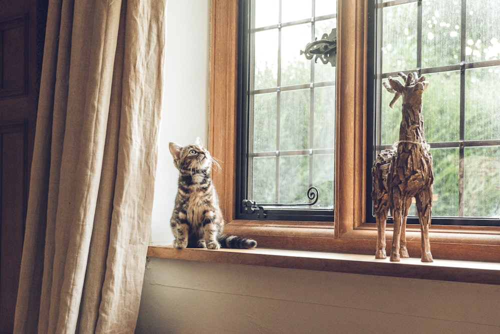 gray tabby cat near window