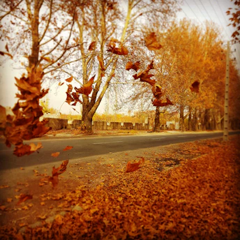 A quiet street in Tehran under soft morning light, empty except for scattered leaves.