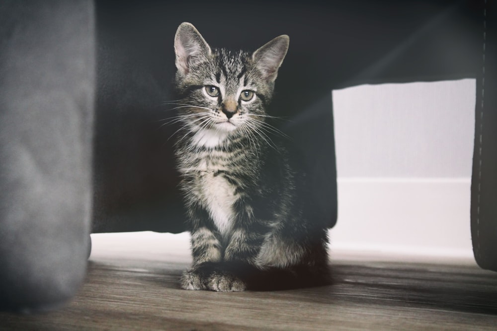 gatito atigrado gris debajo de la mesa