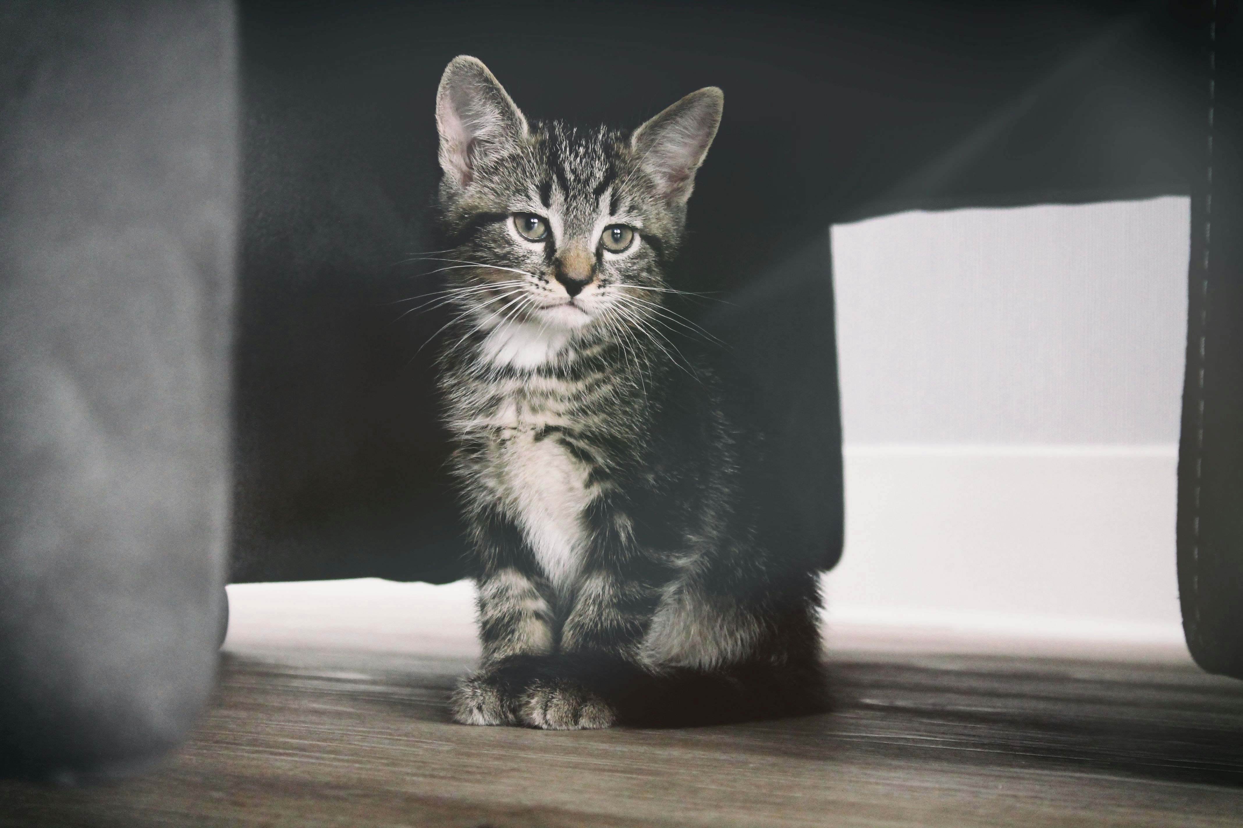 gray tabby kitten under the table