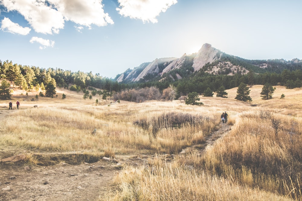 brown grass field near gray mountain under white sky