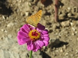 Detailed shot of colorful butterfly wings resting on a bright flower