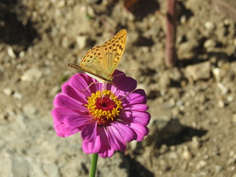 Detailed shot of colorful butterfly wings resting on a bright flower