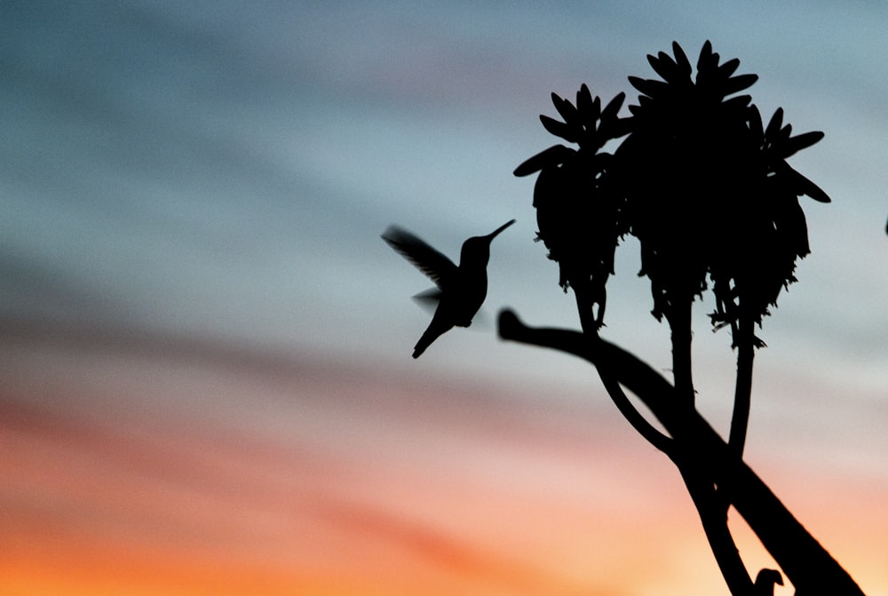 Foto de silueta de colibrí cerca de la rama