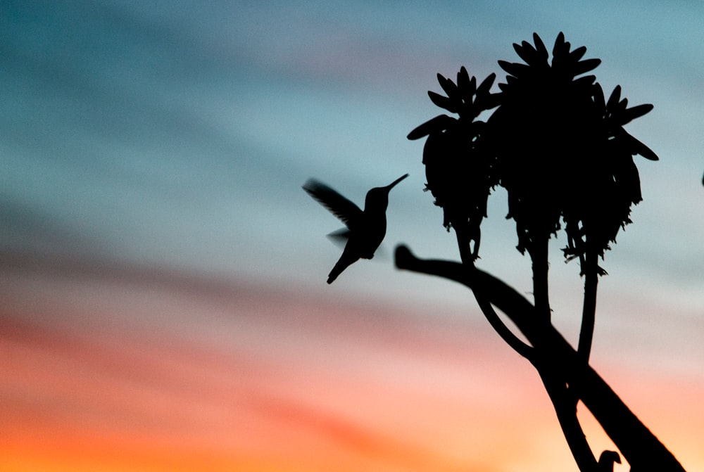 silhouette photo of hummingbird near branch