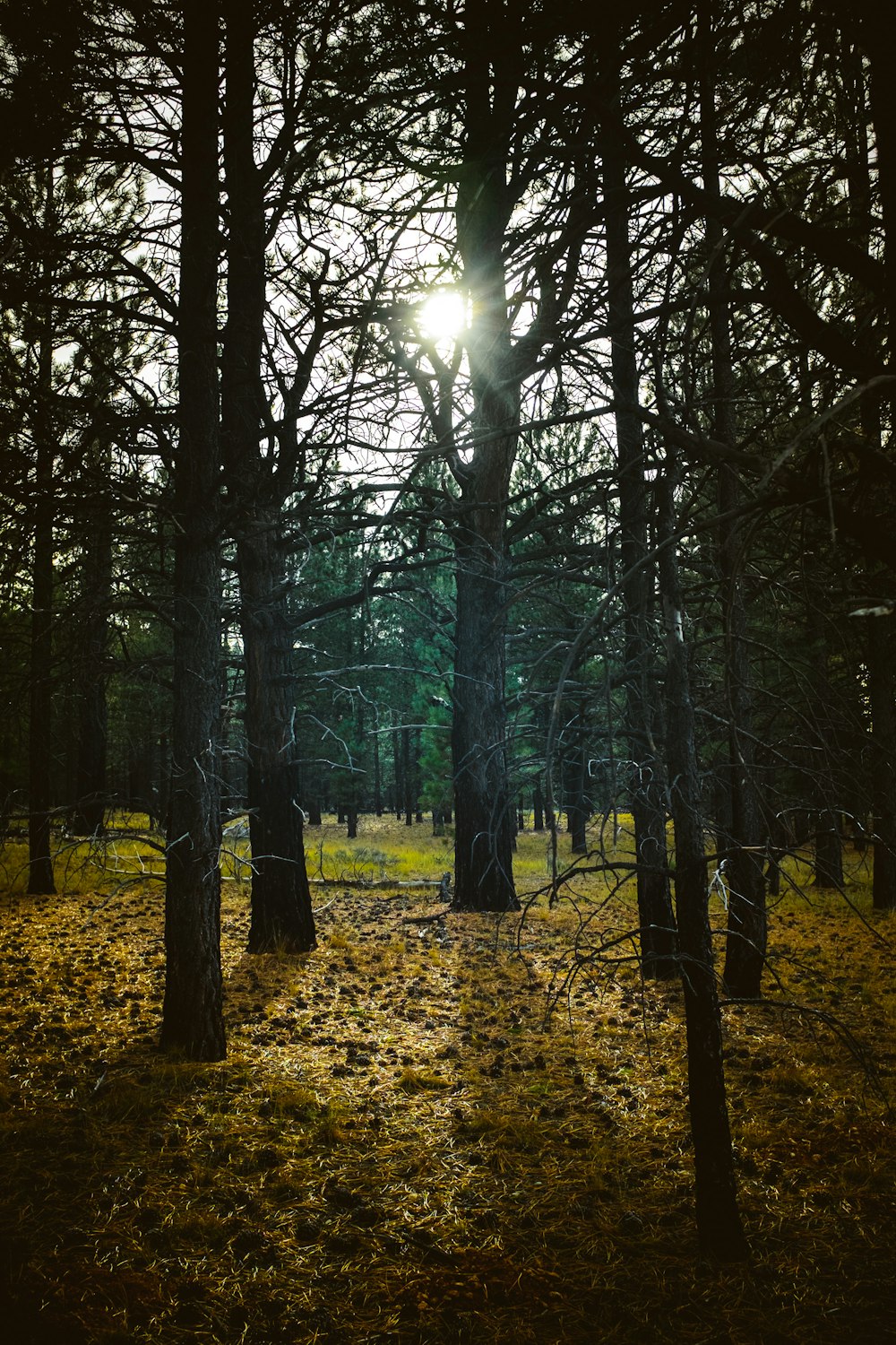 brown trees on brown dried leaves during daytime