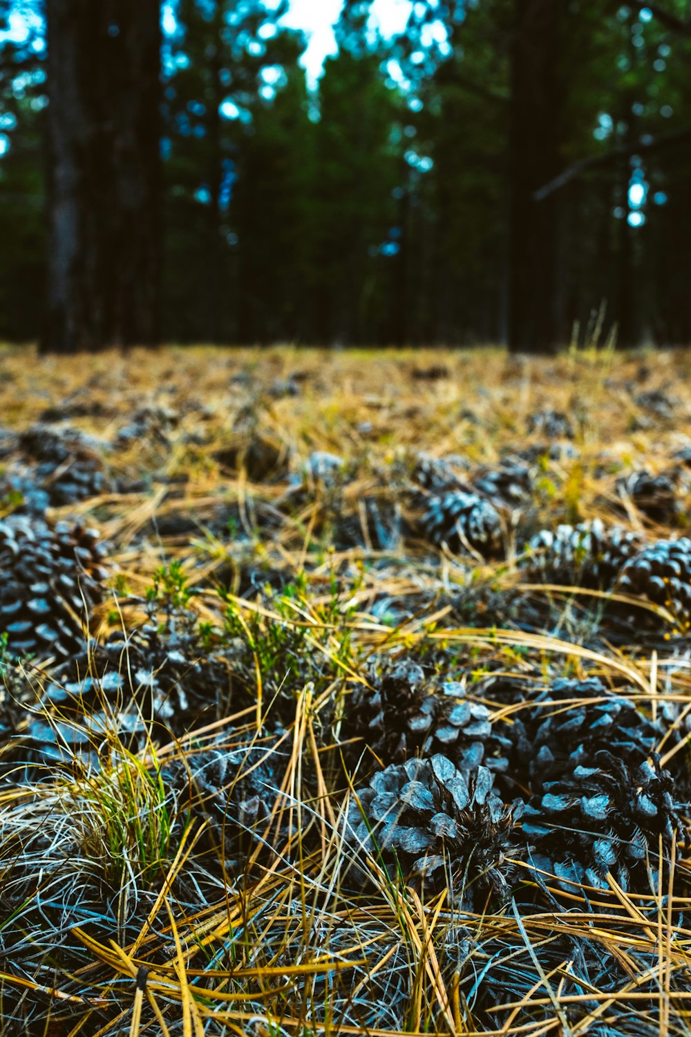 Pierres blanches et noires sur le champ d’herbe brune pendant la journée